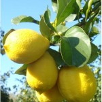 LIMONI